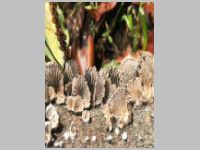 Gemeiner Spaltblättling4